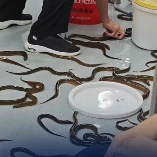 坐地铁本来是件再平常不过的事，谁也没料到车厢里会突然上演一场“黄鳝大逃亡”。一位