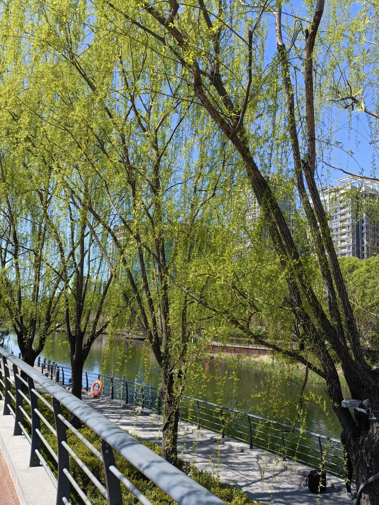 晒图笔记大赛绿意盎然亮马河畔，微风吹拂柳树成荫