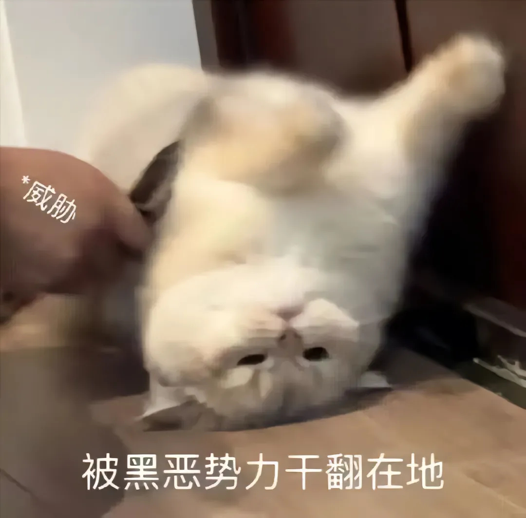 是谁还没有猫猫表情包？#萌宠##猫##是谁还没有猫猫表情包# ​​​