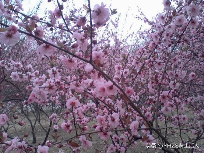 一缕春风开新程，
三月桃花起鸿运。