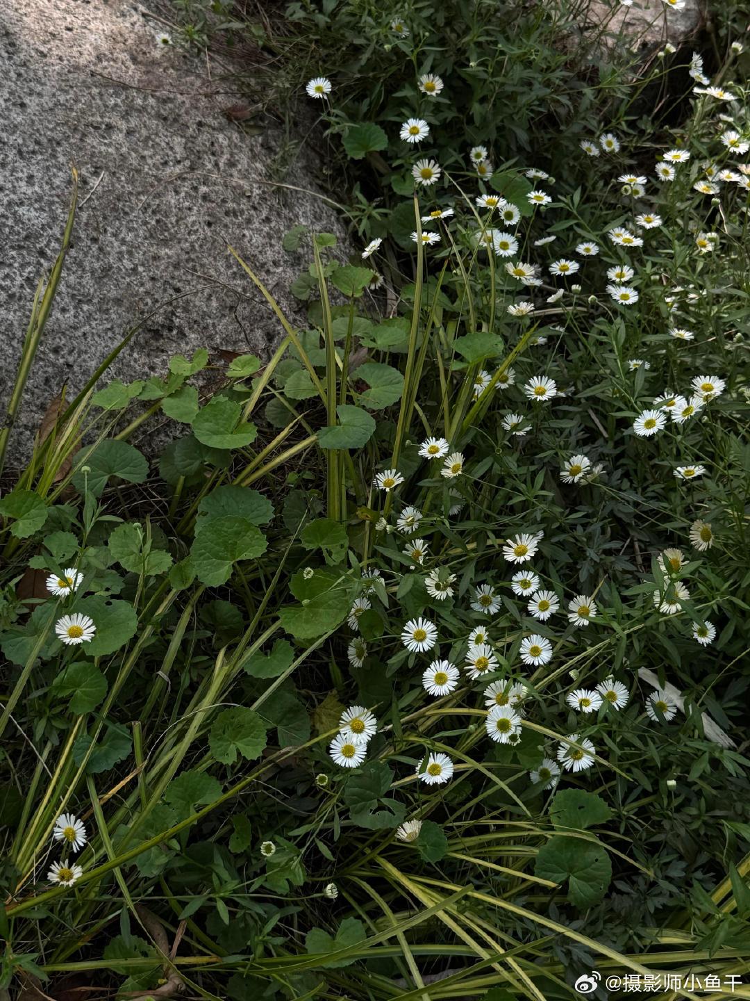 沉浸式享受绿意🍃一出太阳 就觉得该把自己带到绿色深处去 充充电阳光好的日子 连
