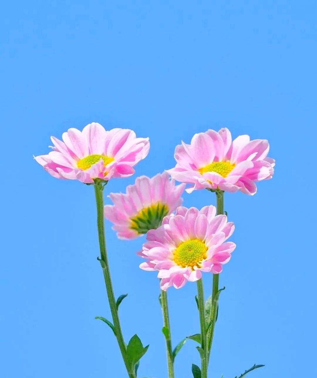 你有没有发现，掏心掏肺送早餐送礼物，她反而觉得烦；人家偶尔回个消息她却捧着手机傻