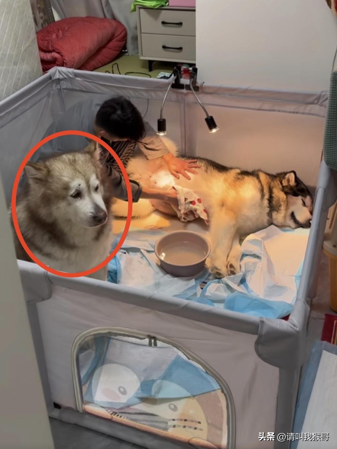 第一次从一条狗的身上看到了“满面愁容”