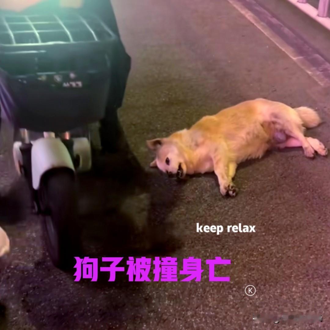 浙江一外卖小哥，在送餐的过程中，不小心撞到一只狗。由于撞击过猛，狗子当场死亡，外