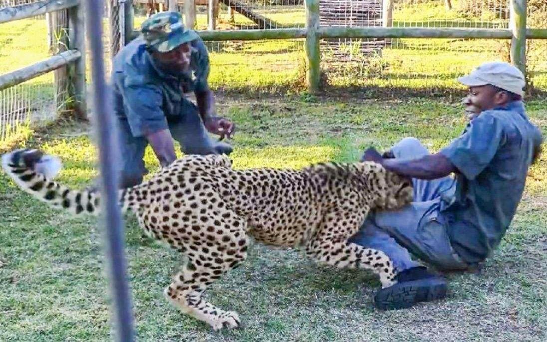 看到了吧？猎豹远比我们想象的更有实力猎豹