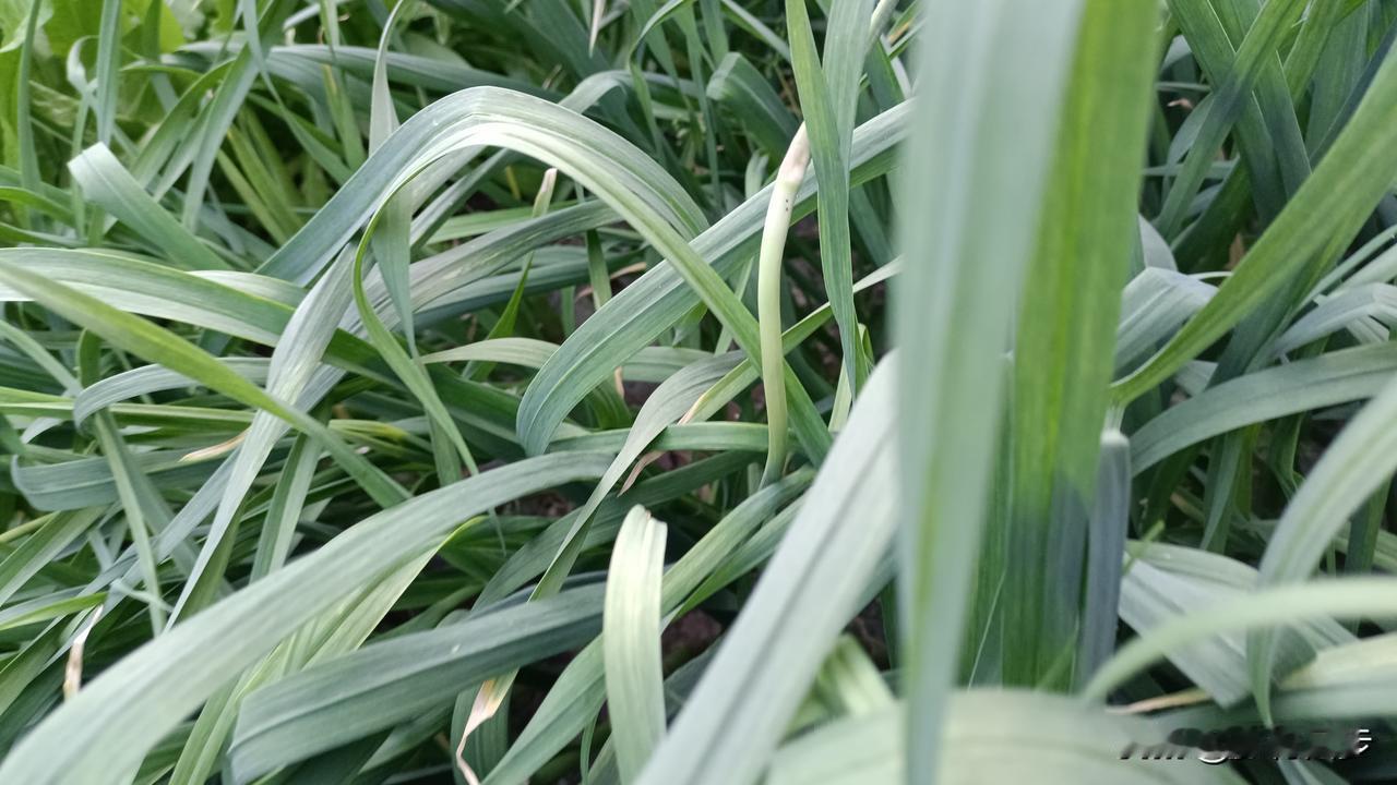 4月25日，河南杞县的大蒜又跌价了，种大蒜进入亏本模式。

今天在农村遇见一位正