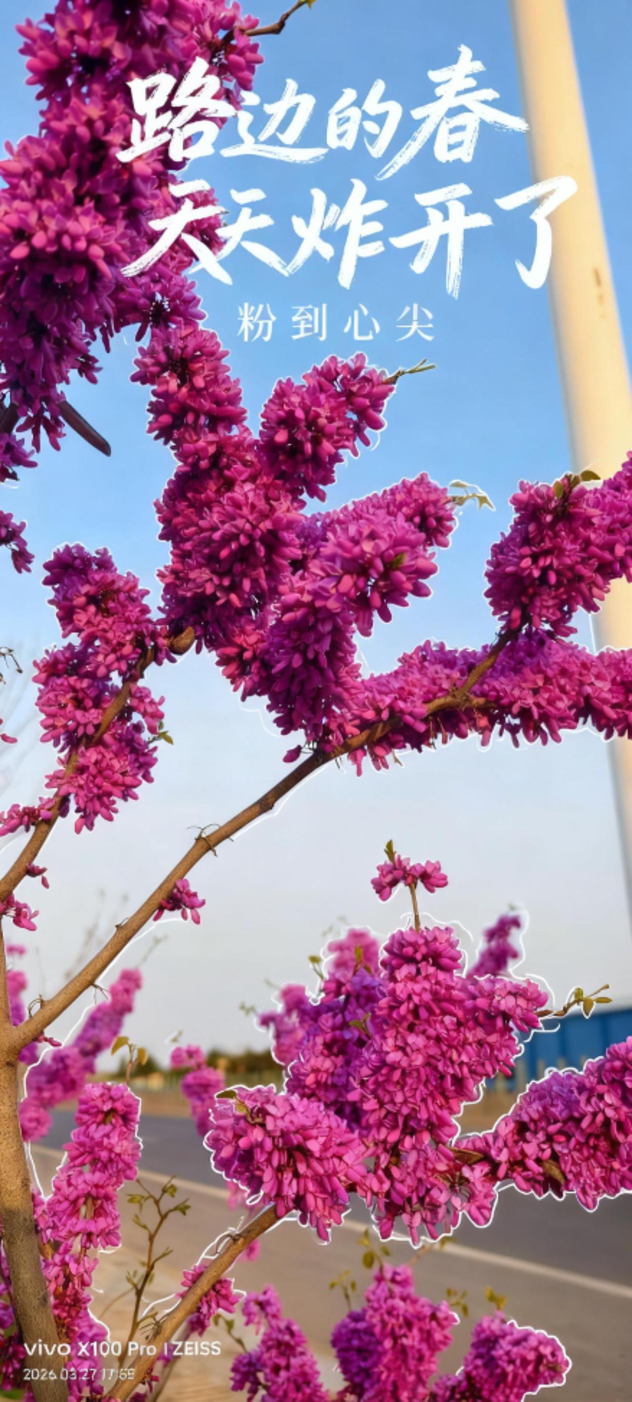 用你拍的花🌺配上这个音乐，挺好听的。紫色花树背景