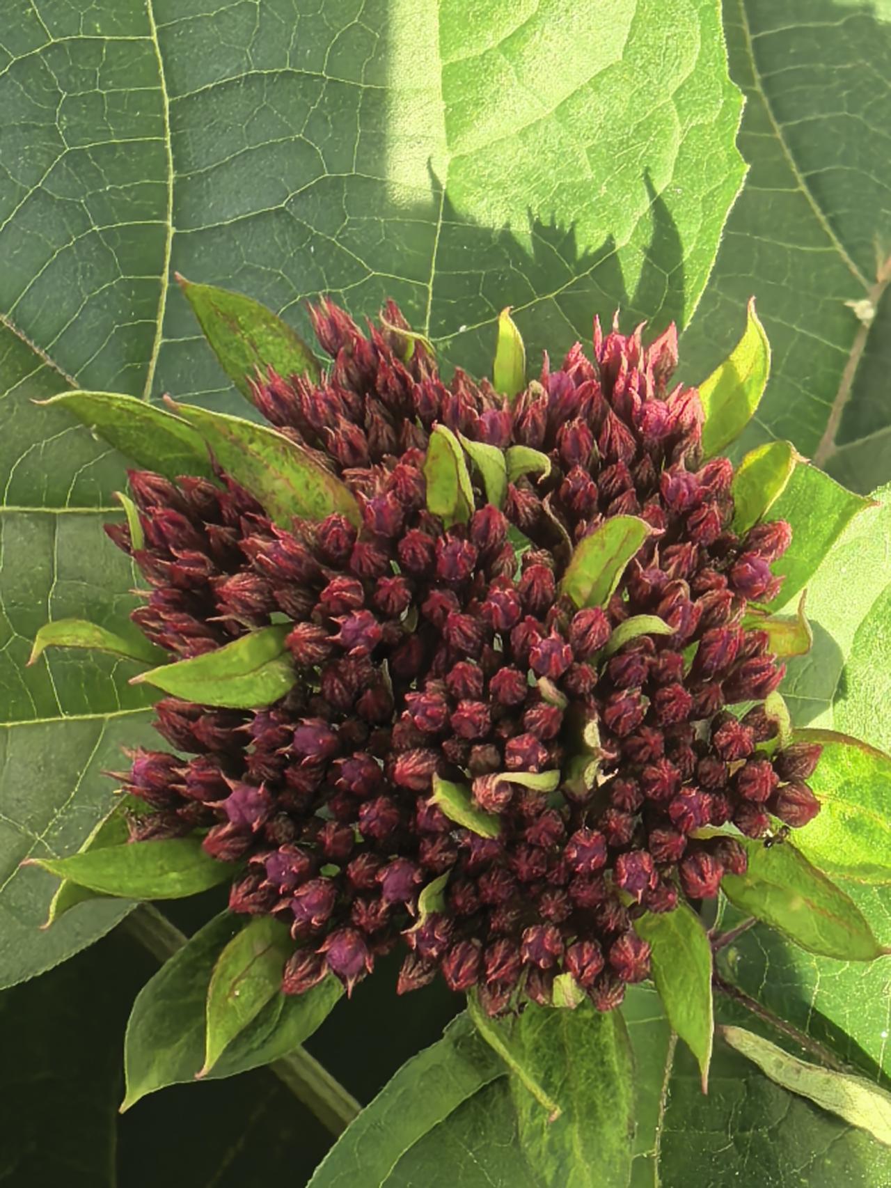 回忆中的潍坊师范，时光荏苒，今非昔比