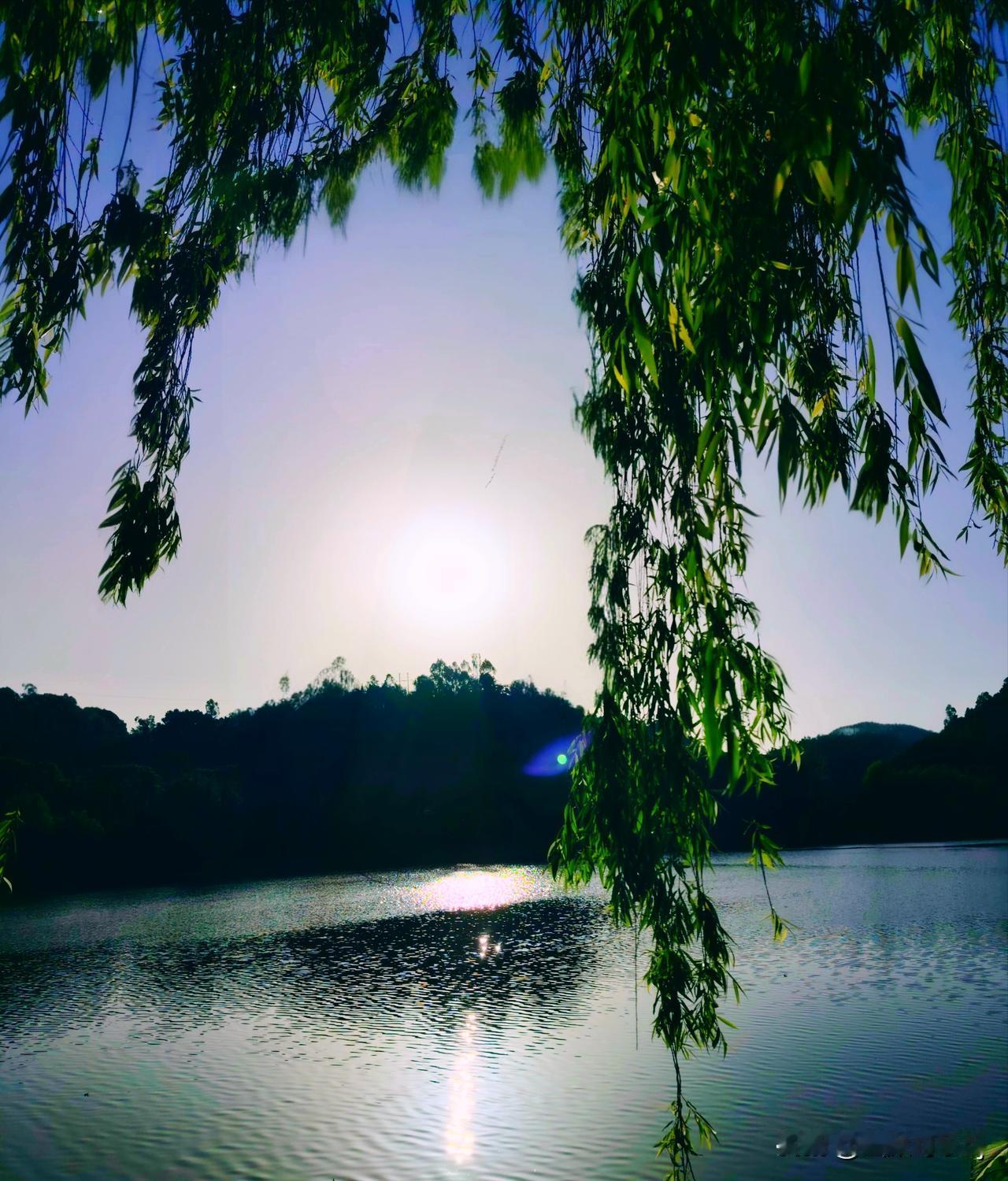 分享随手拍摄的树木与花草照片