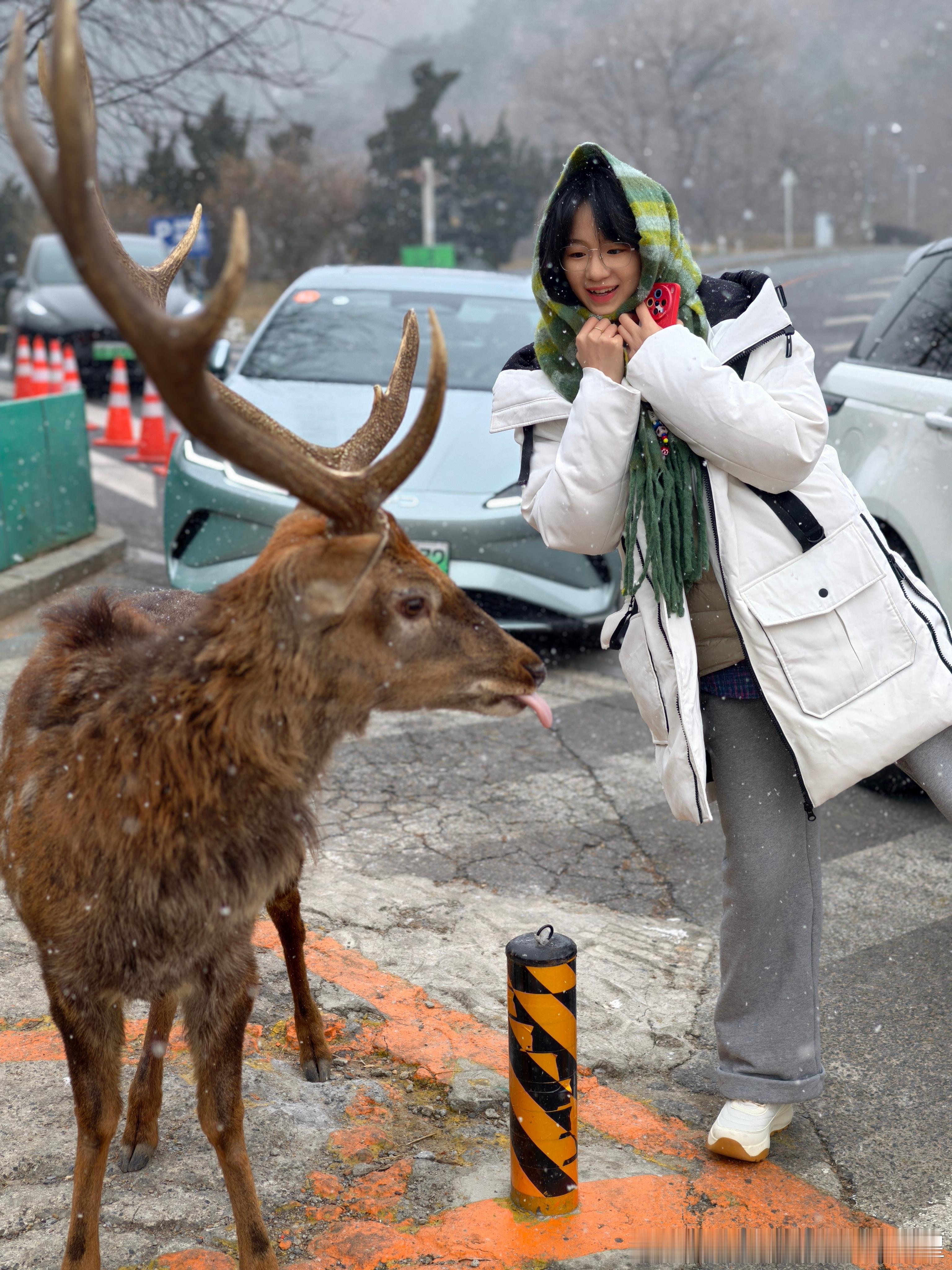 在大连测试比亚迪冬季续航 路边有野生🦌找你合影这生态也太好了吧 没敢多呆是因为