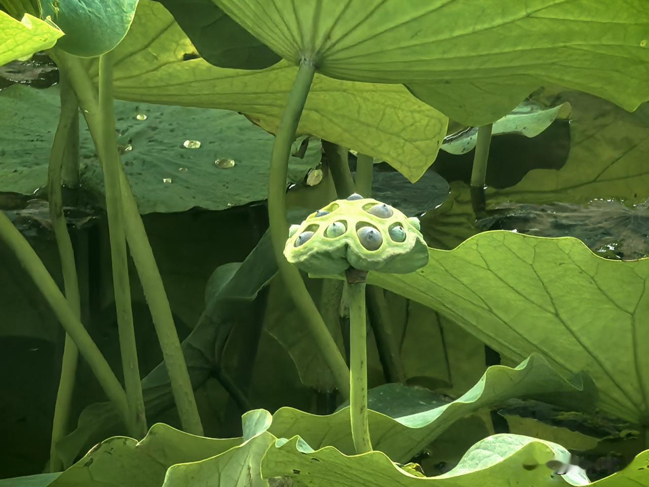 夏都公园的莲蓬