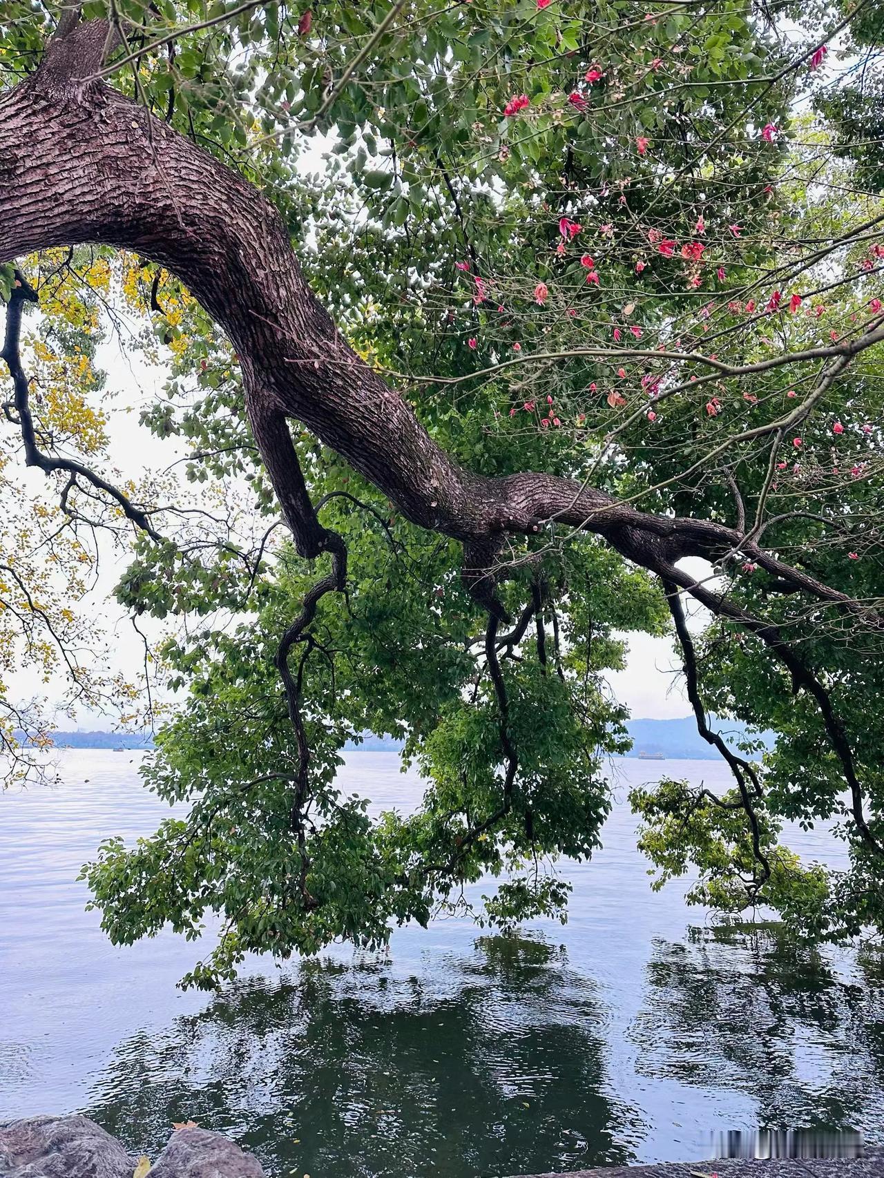 “事虽小，勿擅为，苟擅为，子道亏。”这句古训，藏着中国人最温柔的家风智慧。它从不