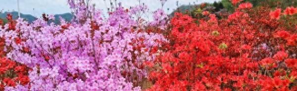 四月的豫西，209国道两边全是花。

我刷到卢氏县的朋友圈，朱阳关镇到瓦窑沟乡那