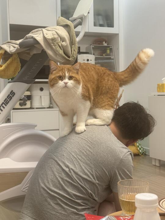 猫 你知道你有多重吗？