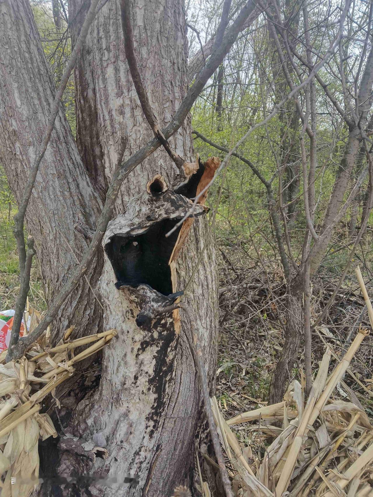 山脚下有一棵雷击木

回老家，去山上，看到了一棵雷击木，树的里面是空的，里面都是