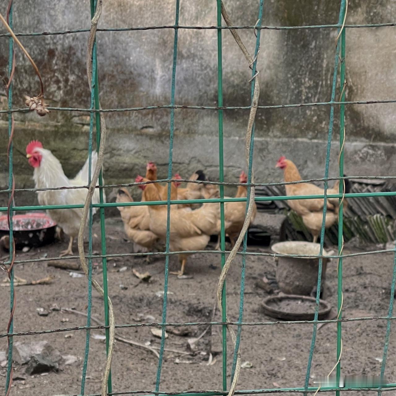 宁为鸡头不为凤尾，在这里具象化了。白公鸡傲然挺立，赤色的冠冕像顶红盔，庞大的后宫