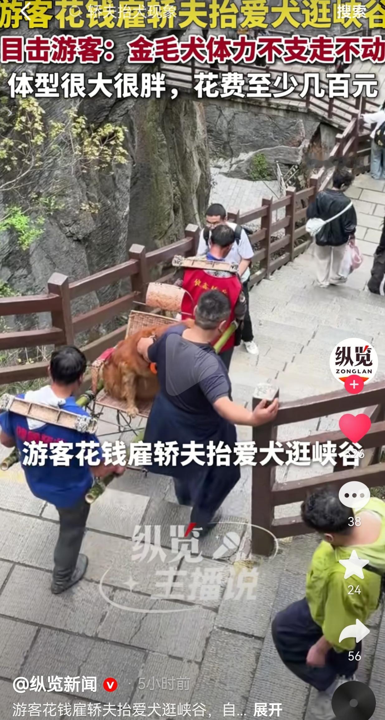 雇轿夫抬金毛逛峡谷：是爱狗，还是缺了点对人的尊重？
 
5月3号，一对夫妻带自家