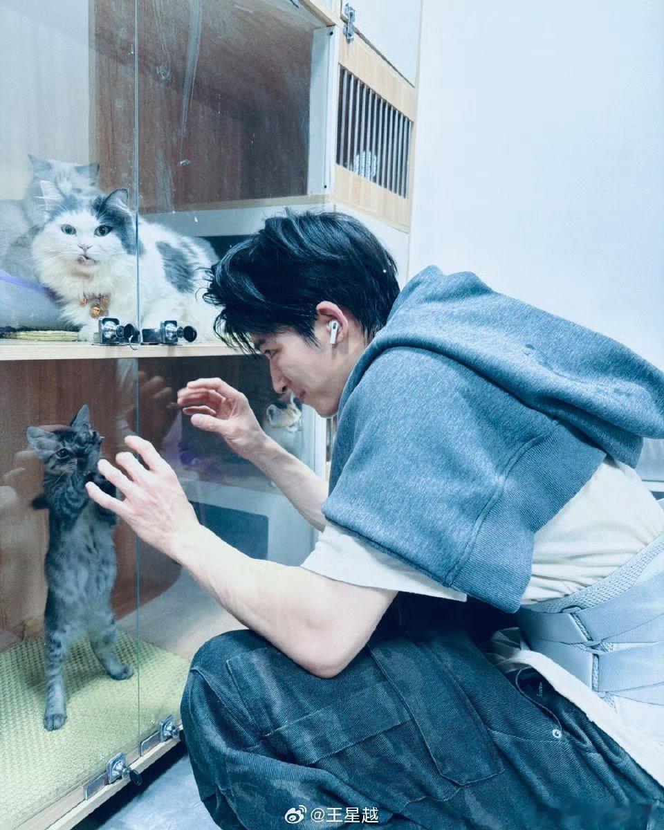 网传将门毒后王星越张淼怡主演，沈娇娇还挺适合的，谢景行会和姬蘅是同一个人嘛 ​​