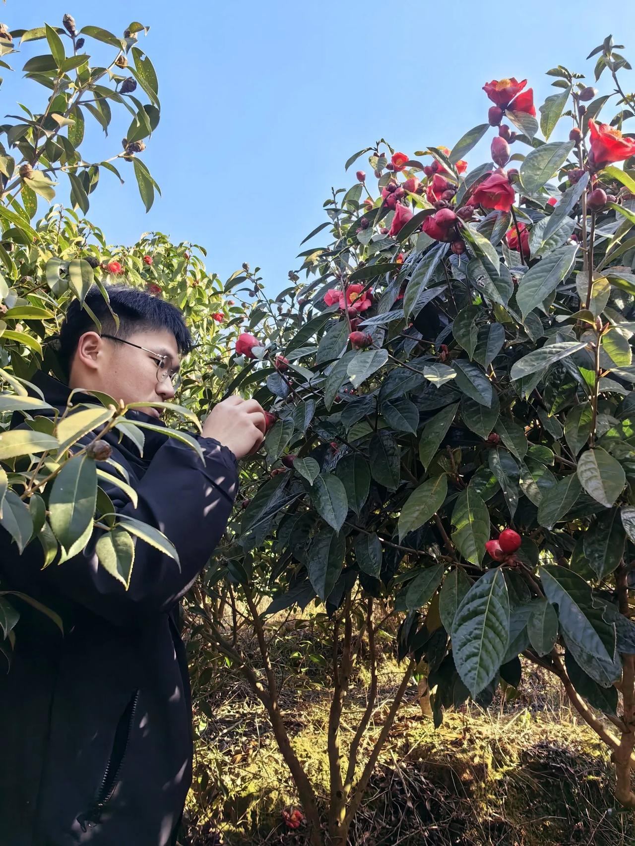 开工大吉
​红花油茶科技小院穆院长做杂交授粉课题，让两棵优树基因完美融合，形成更