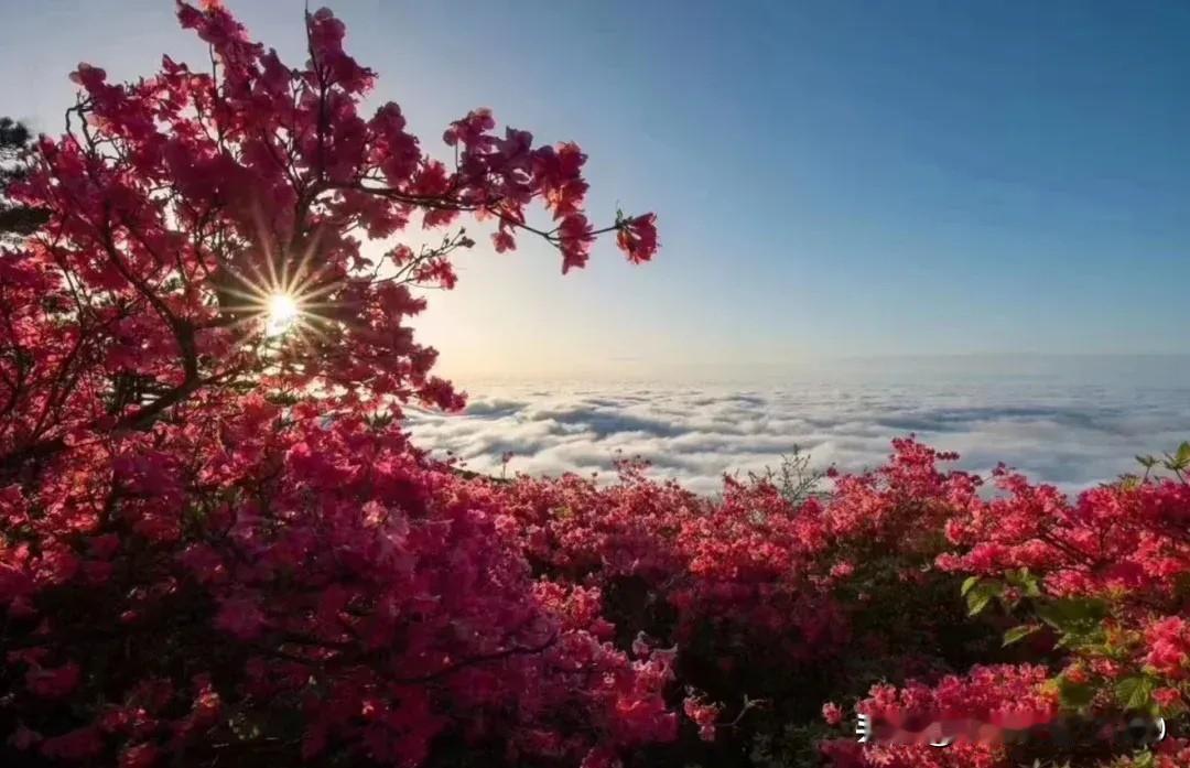 咸宁大幕山杜鹃花正盛，满山红遍如霞似火，壮美意境让人观后感叹不已…推荐一首宋代杨