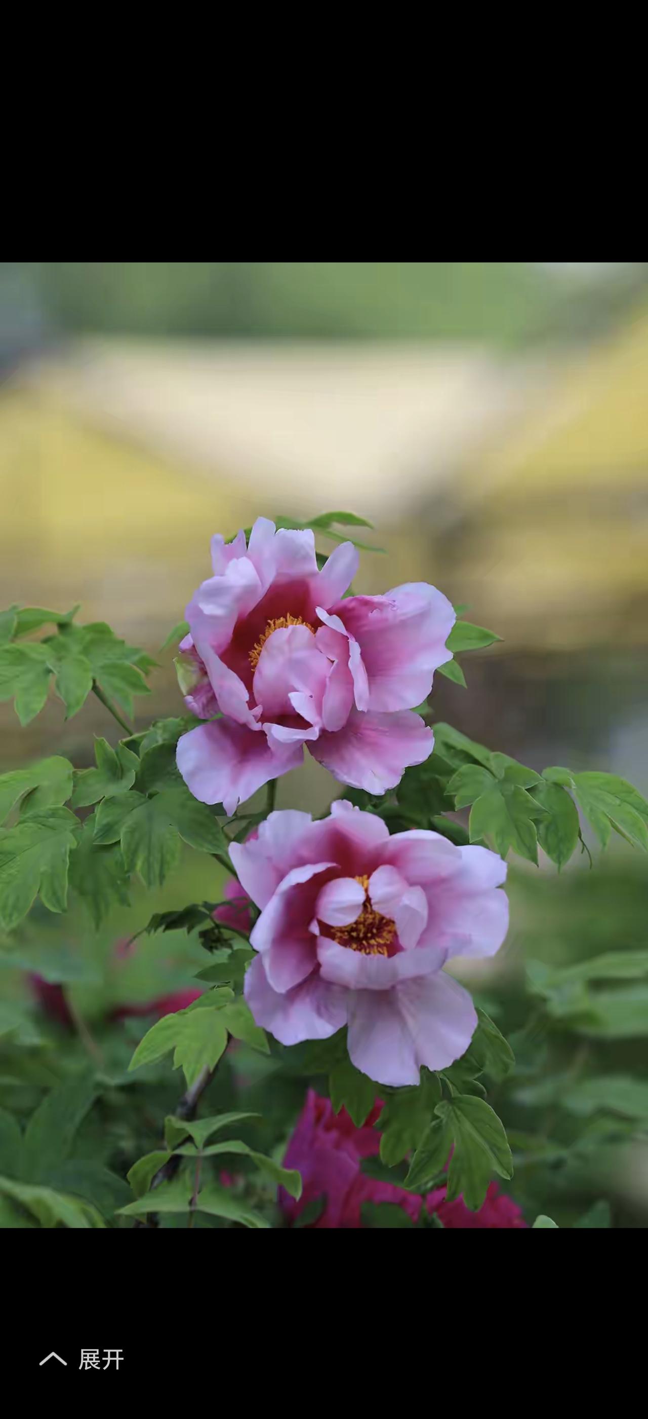 “花开富贵，文定吉祥”这八个字真是美好又有韵味。花开富贵寓意着生活像繁花般绚烂，