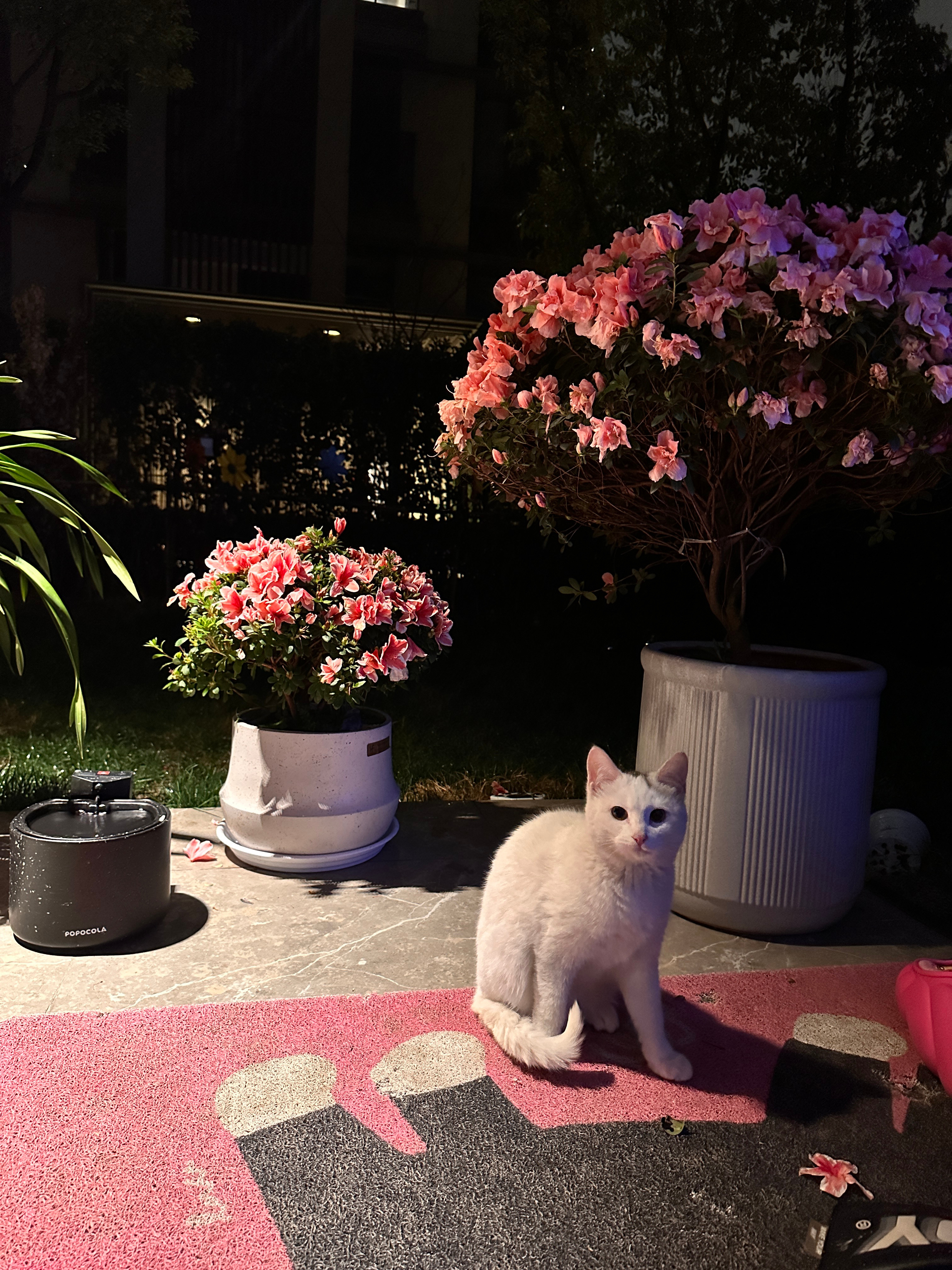 #好运小狗接龙#[猪头][猪头][猪头] ​​​