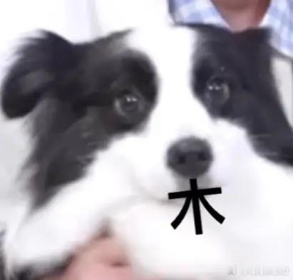 这提溜圆的大眼珠子配上软趴趴的垂下来的小耳朵，完全21世纪萌神，我无法接受还有俩