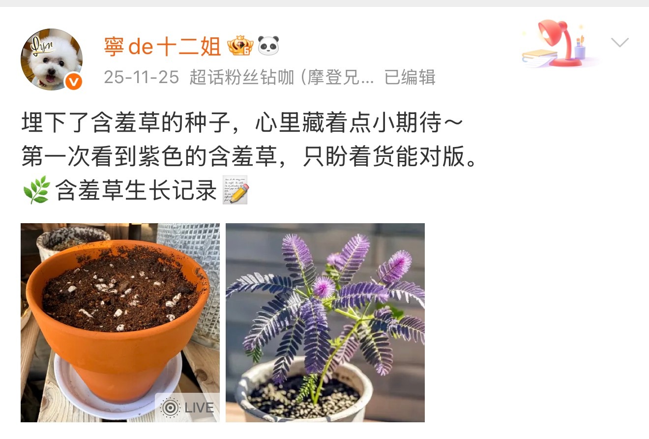 🌿含羞草生长记录📝去年11月25日埋下的种子，开启了一场漫长的等待。12月9