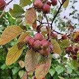 《毛主席追悼大会，华国锋宣读悼词。感受一下那沉痛庄严吧》毛主席追悼大会，华国锋宣