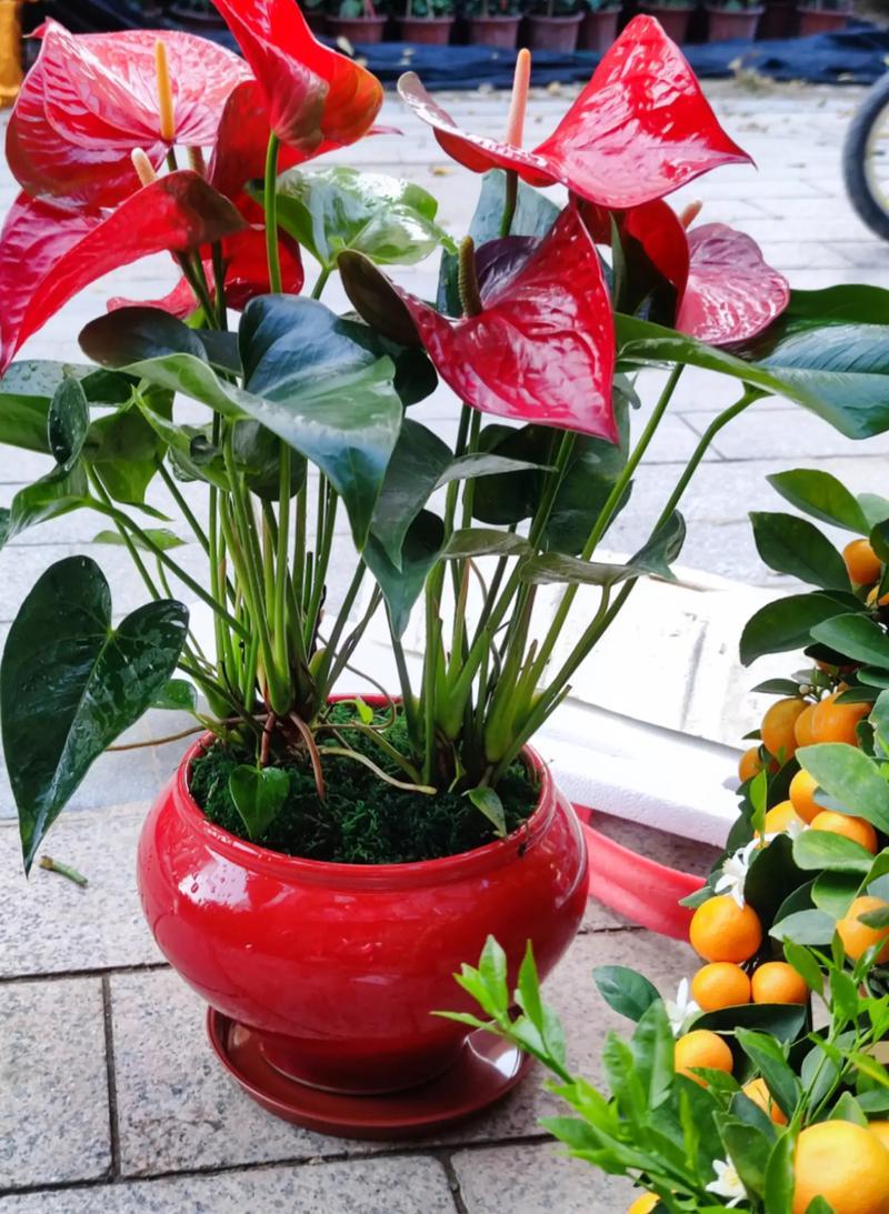 花解人意，忘记春夏秋冬。