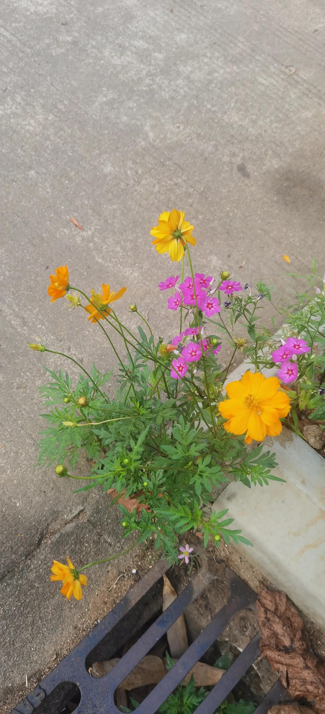 路边花
半点芳颜里巷夸，
虽然只是路边花。
人生切勿求完美，
万样千般不会差。
