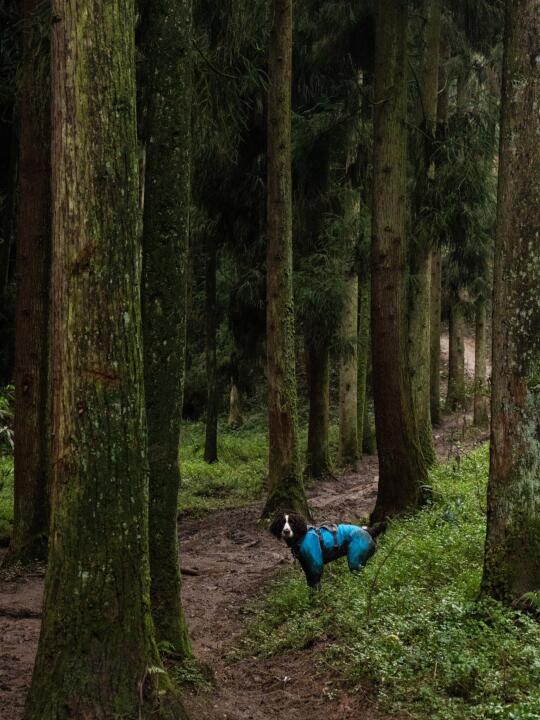 小狗的天菜路线