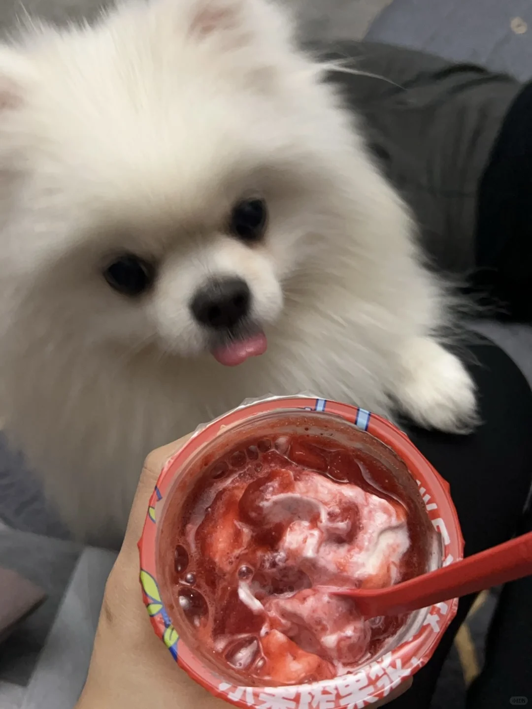 小狗可以吃冰淇淋吗？