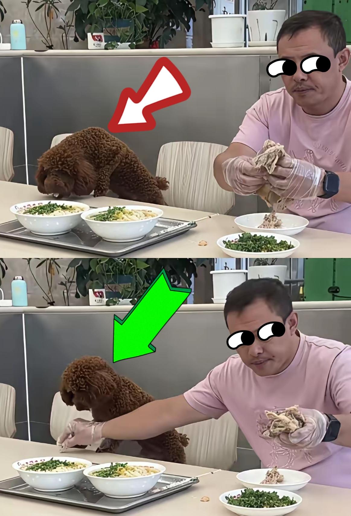 顾客带泰迪上桌吃鸡架，饭店停业整改，犯错的顾客却不见踪影。沈阳老四季面馆的店主，