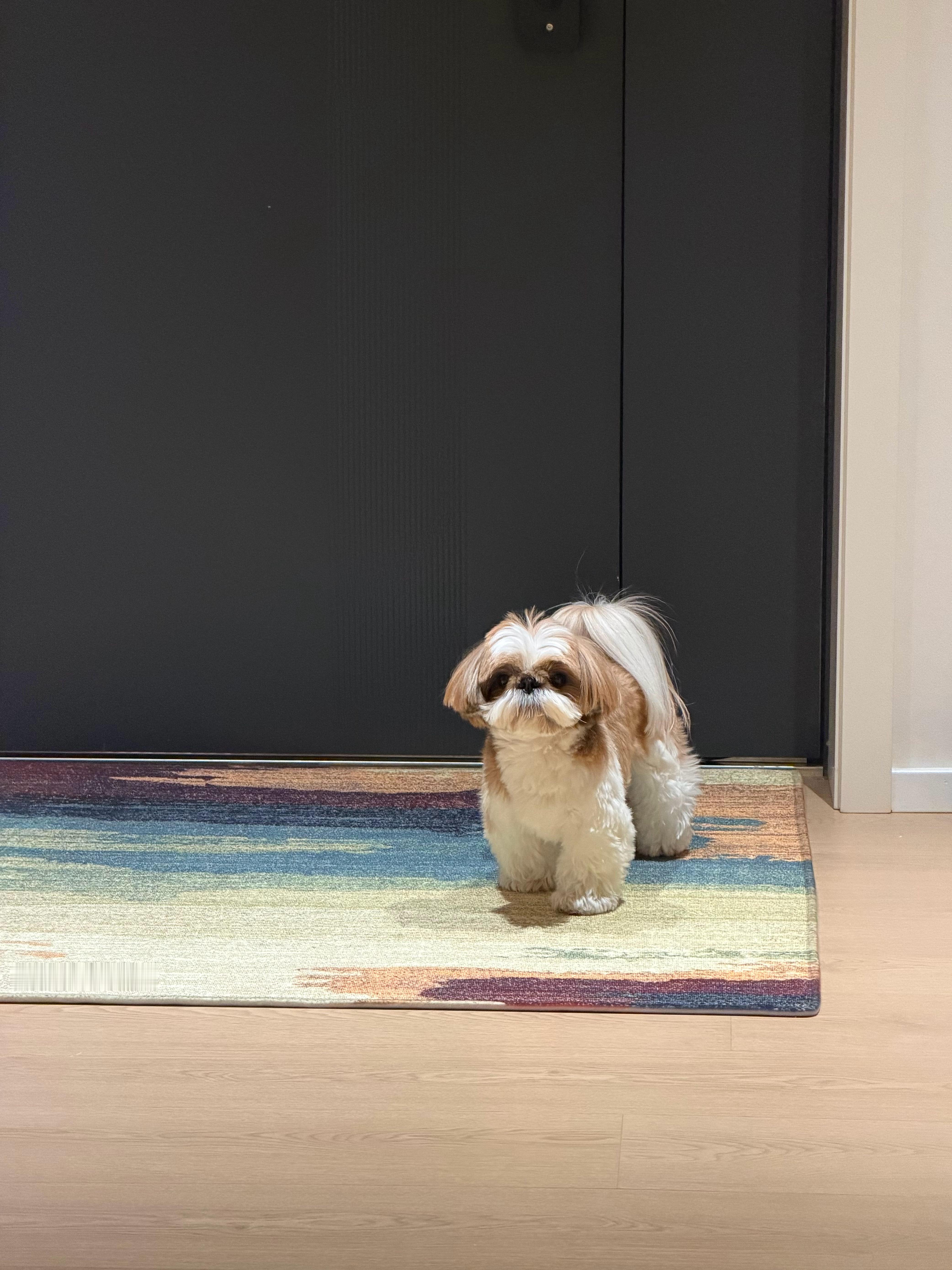 中分小狗 