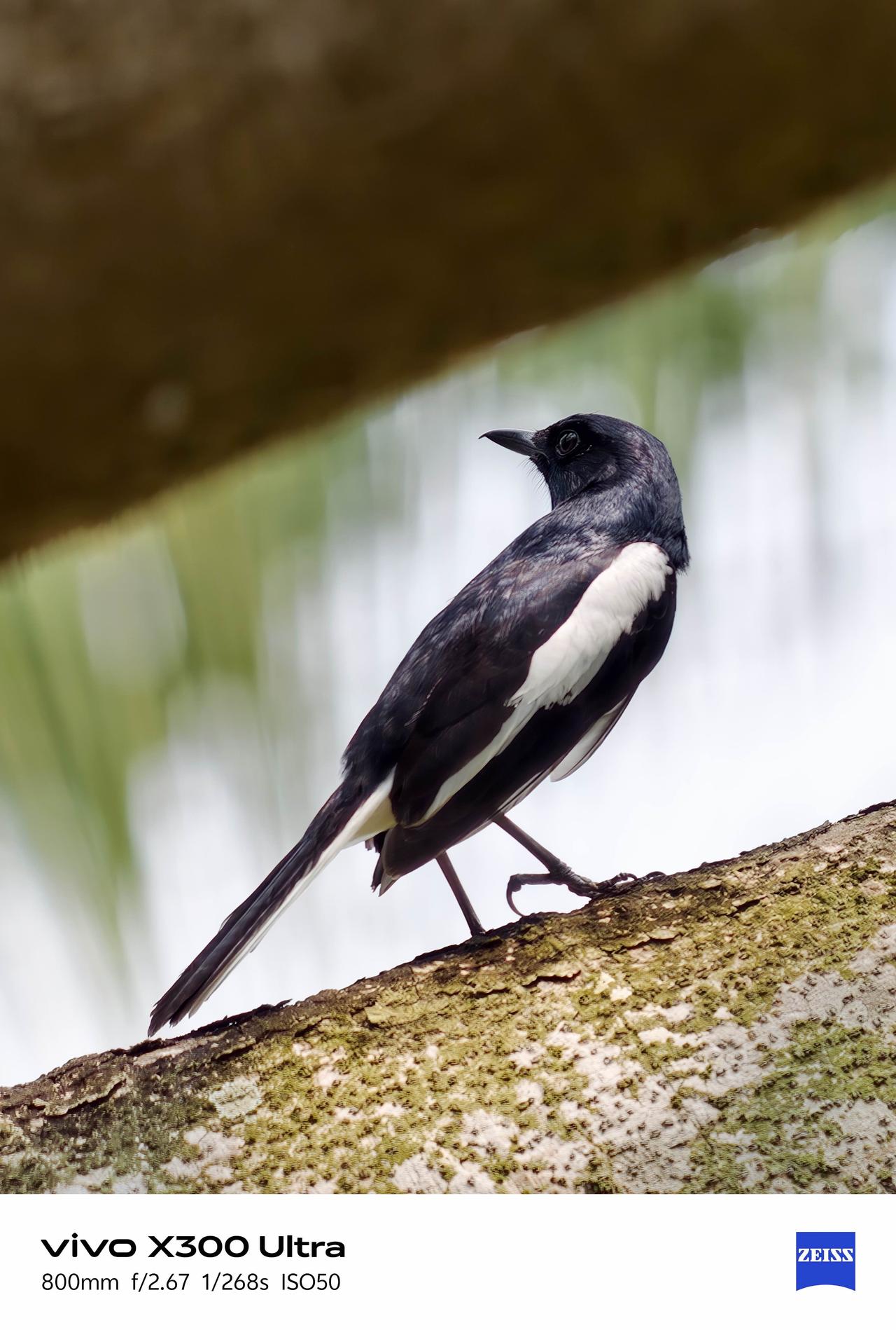 万万没有，没钱买相机长焦镜头的我，竟然用手机打鸟自由。