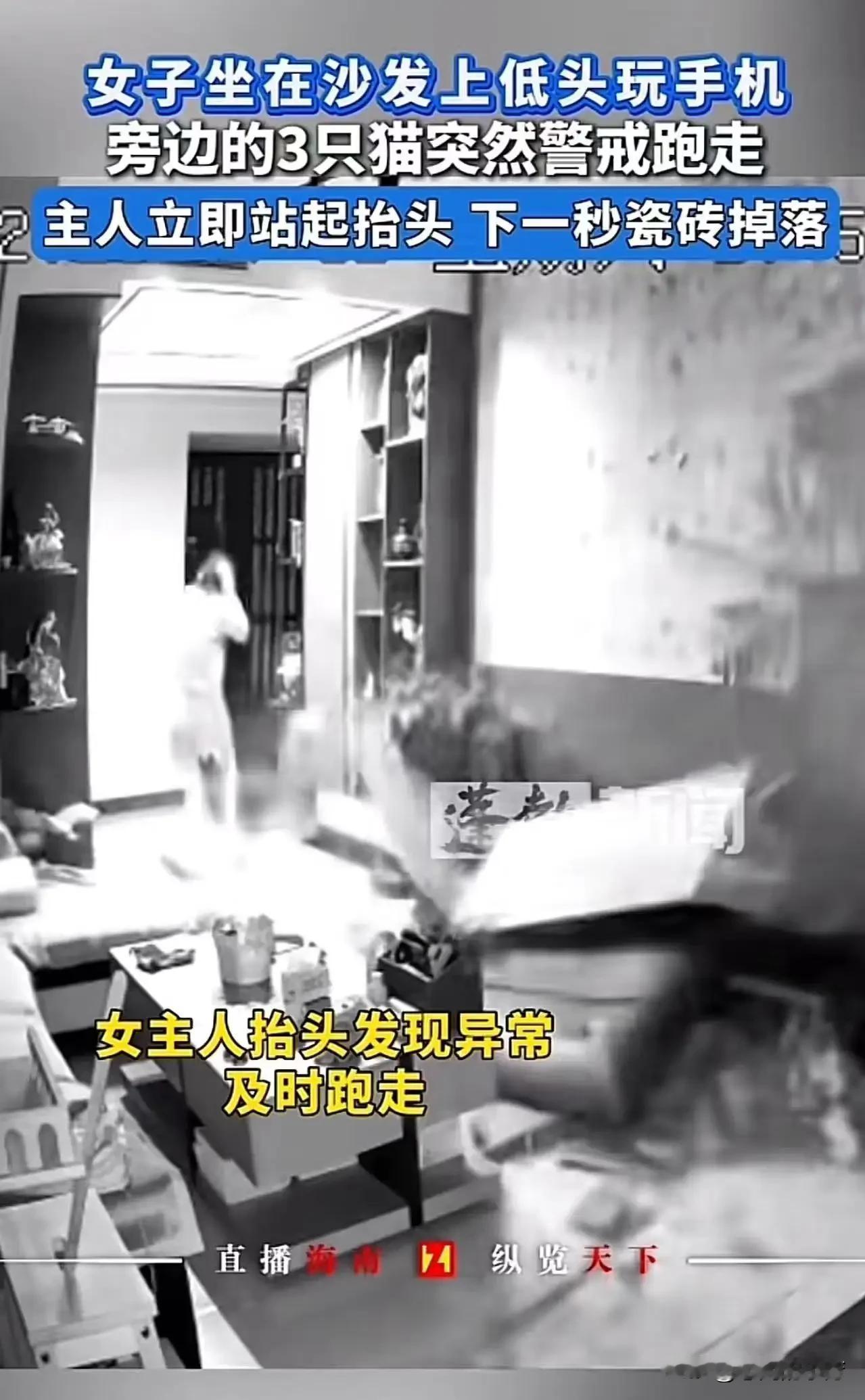 太神奇了！女子坐在沙发上低头玩手机，旁边的三只猫突然跳起来就跑，女子下意识地跟着