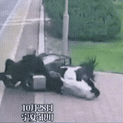 大爷的行为，为了钱，害人害己！

这是刚刚看到的一个视频，大家快来看看，一个大爷
