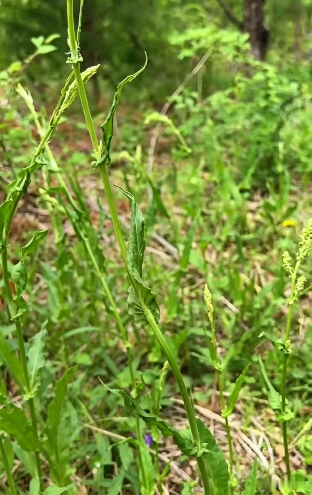 东北方言之（730），酸唧溜：
这是一种野菜的别名，这种野菜嫩叶酸涩，是过去年代