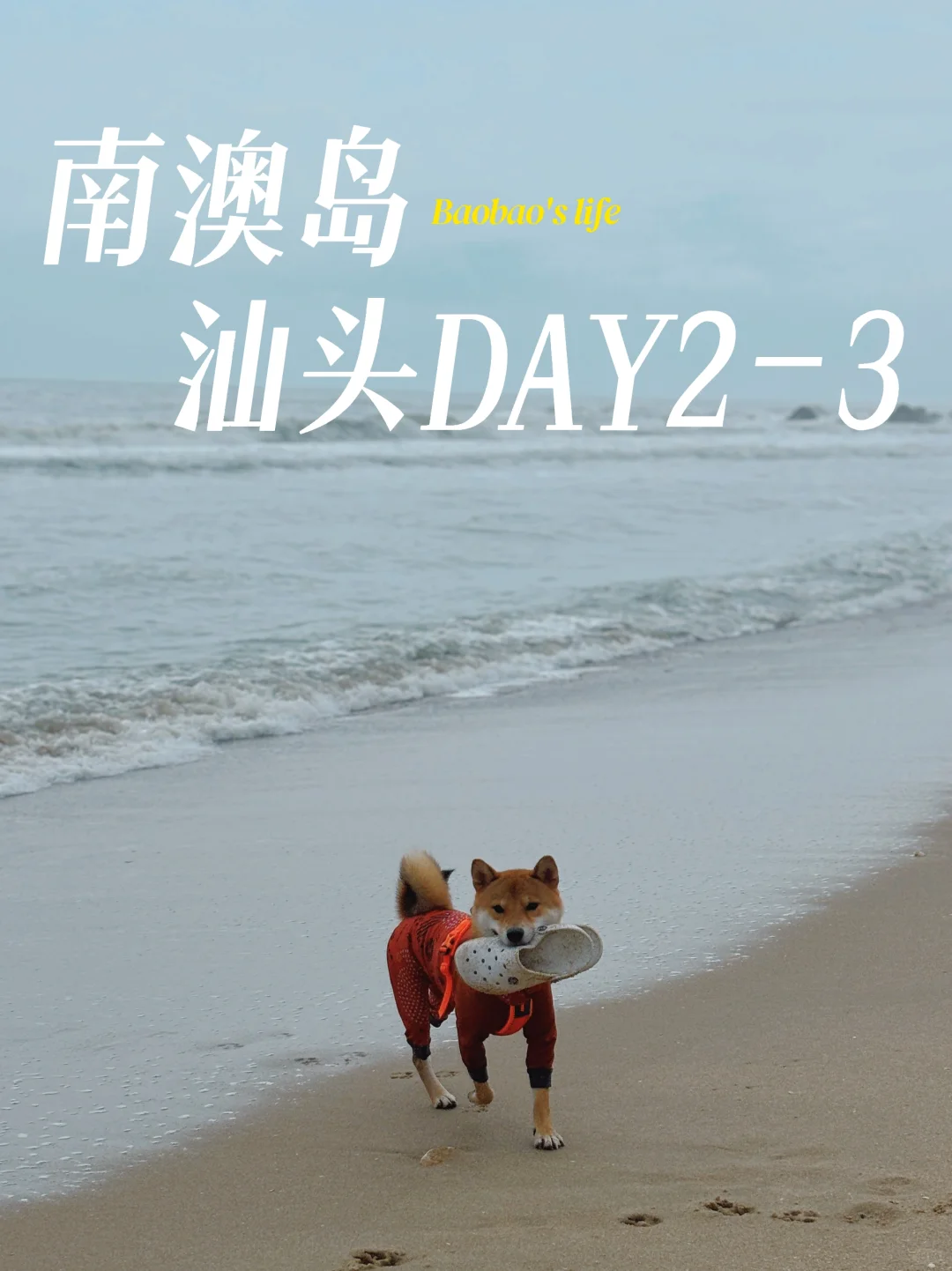 台风天带狗去南澳岛？附带狗出行攻略