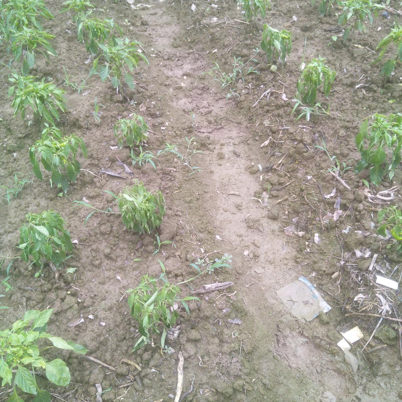 种瓜果蔬菜，千万别犯低级错误！

我有两个朋友，都是种了一辈子地的老把式了。
