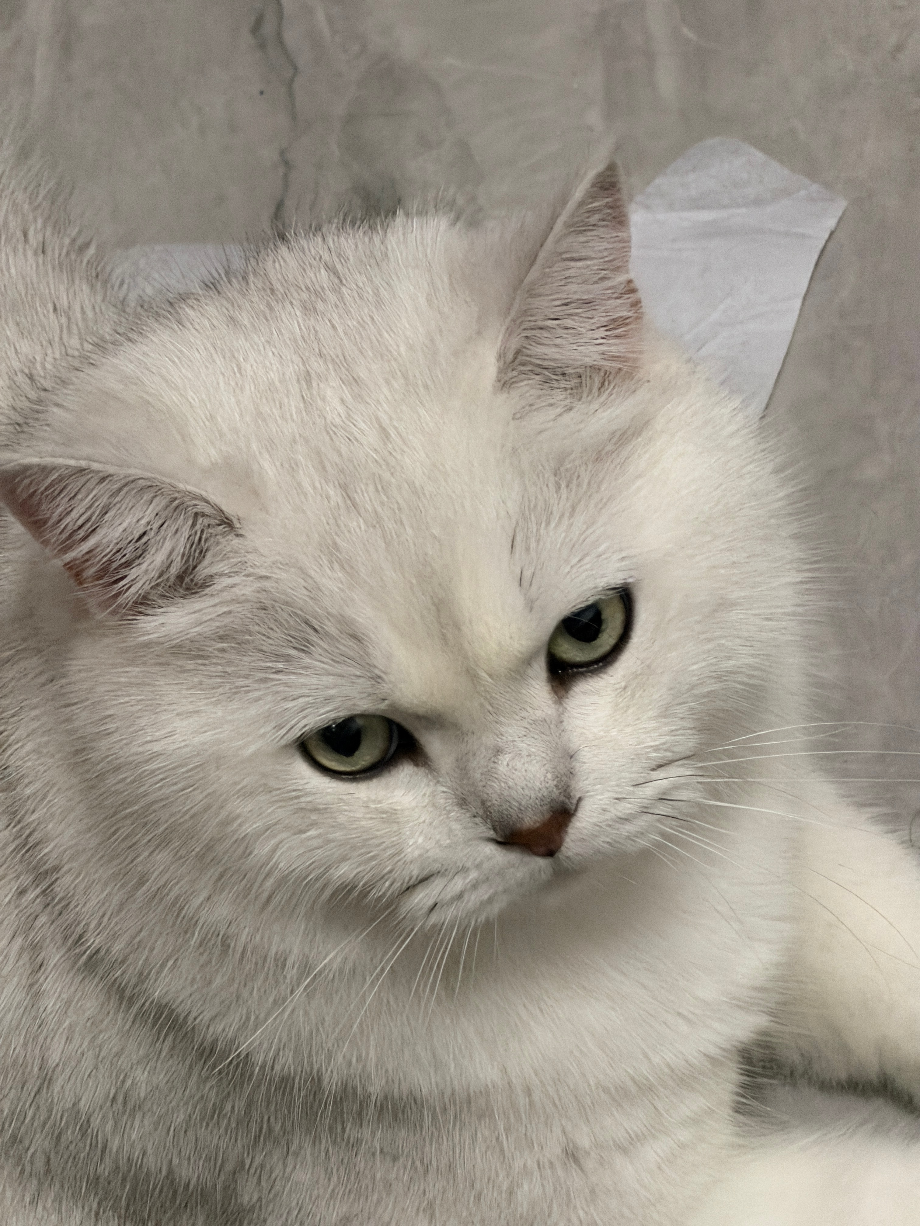 女子睡觉被15斤猫咪压致手腕骨折这就要掏出的饼饼了这么可爱的猫猫居然是个大卡车