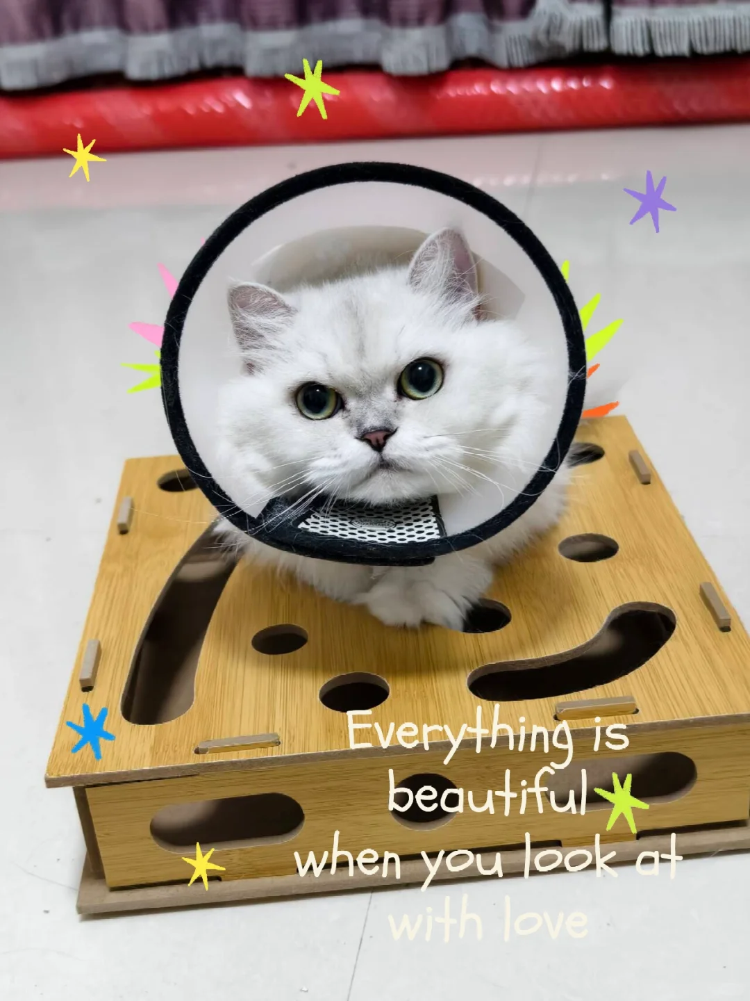 希望所有小猫都健健康康的