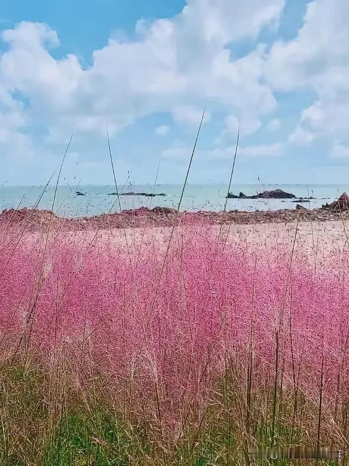 能把你收藏的小草照片分享几张吗以草之名传递美！部分网图侵删