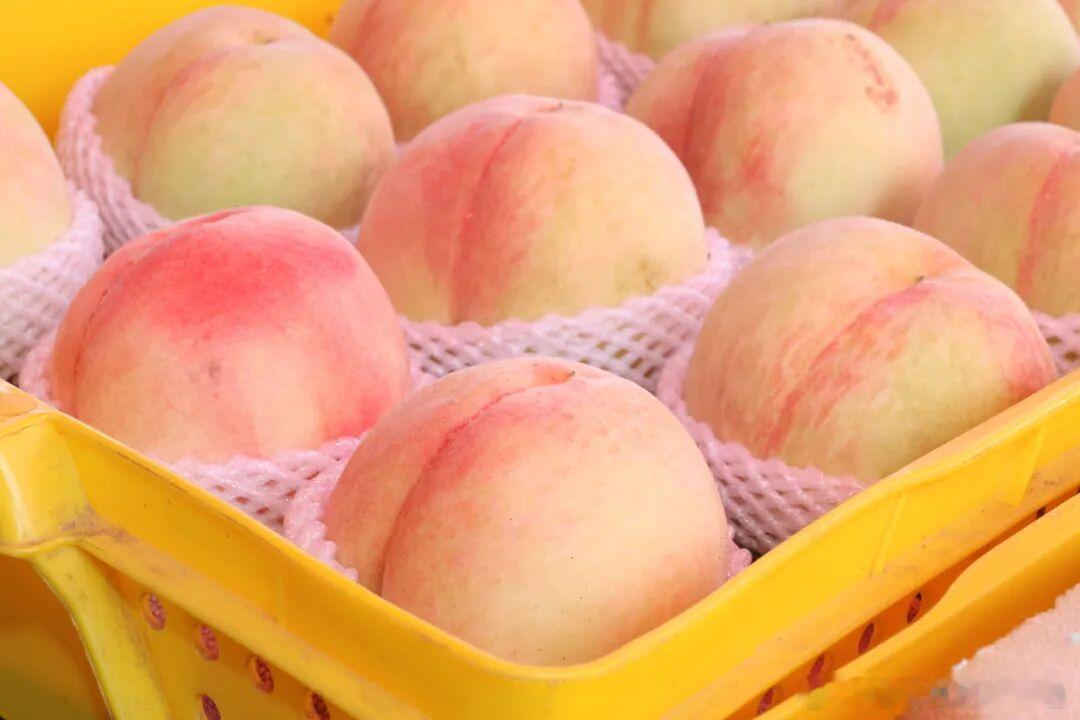 谁懂！苏州盛夏的鲜甜，藏在时令桃子里🍑三伏天燥热难耐，凤凰水蜜桃正当季，白凤、