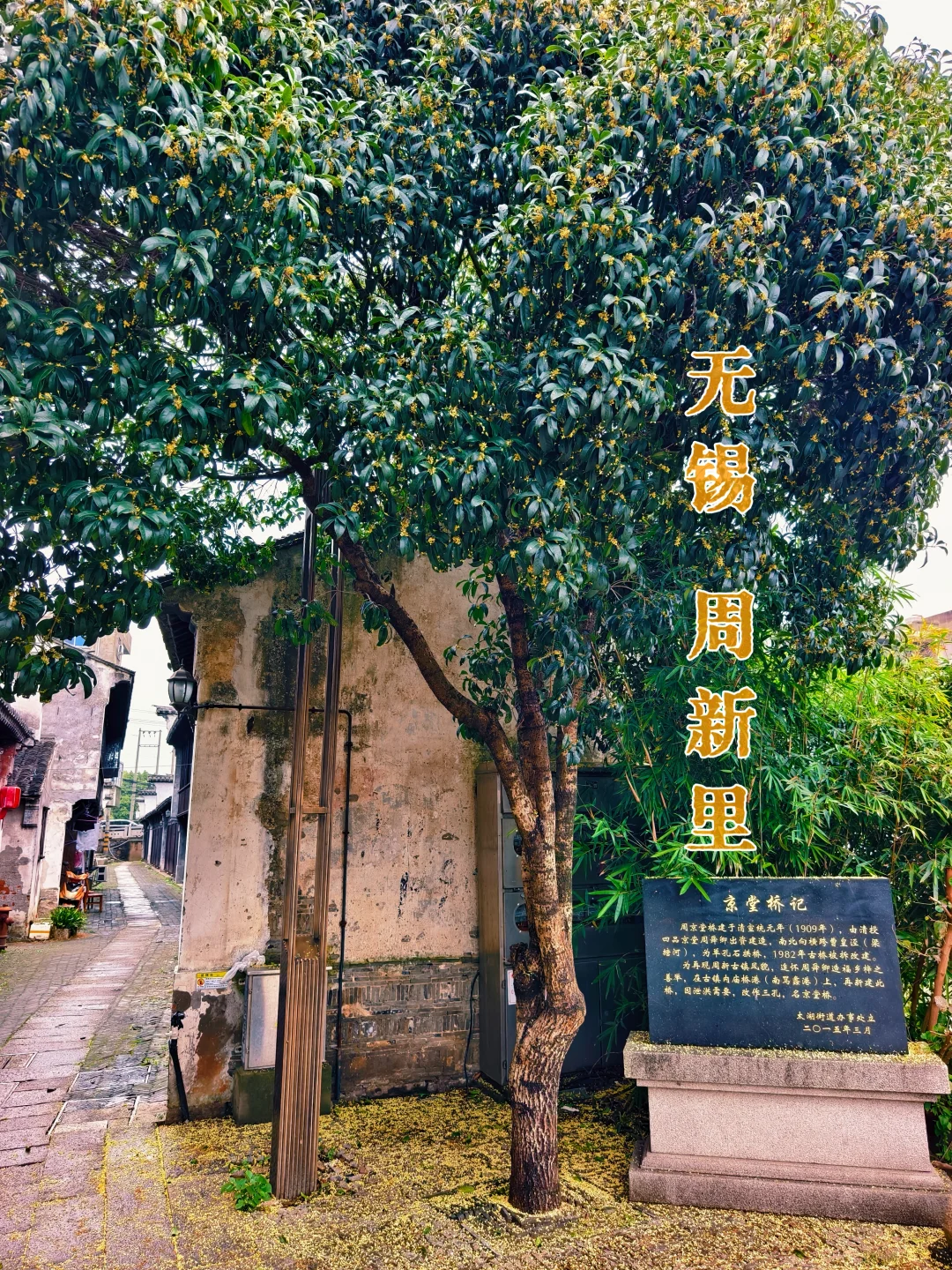 无锡周新里|秋风乍起，金桂簌簌飘落