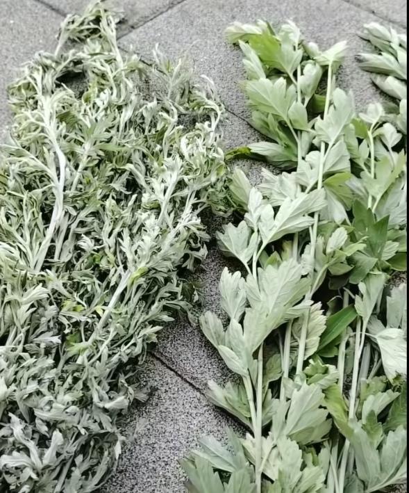 端午节到了，昨天去街上买了把艾蒿，谁知晚上邻居又送了我一把艾蒿。两把艾嵩的叶子一