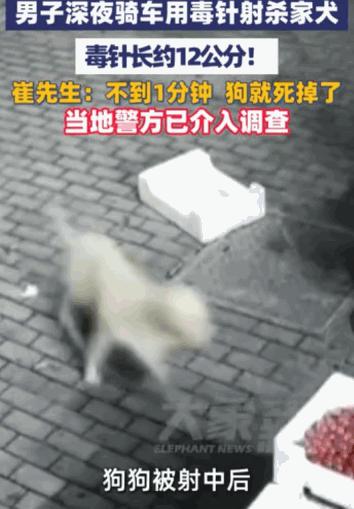 据媒体5月22日报道，浙江嘉兴，一幕令人发指的场景真实上演，崔先生家养了两年多的
