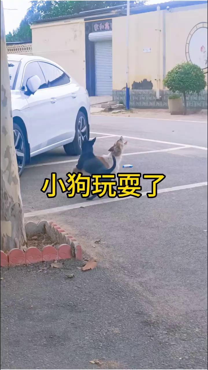 小狗玩耍了。