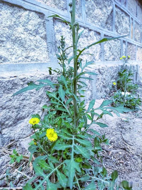 婆婆丁和苦菜是一种植物吗?婆婆丁和苦菜是一种植物吗?
很多野外挖野菜的朋友容易把